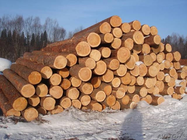 заготовка древесины зимой